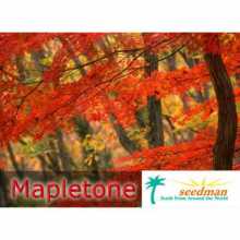 Mapletone príchuť - Seedman