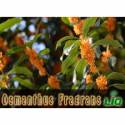 Osmanthus Fragrans Garšas e-šķidruma - E-liq