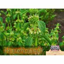 Horehound Skonis el skystis - Bickford