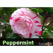 E-liquide avec saveur de Menthe Poivrée - Flavour Art